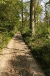 Track through Wakerley Woods
