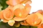 Orange Begonia flowers