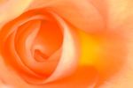 Orange Begonia flower close-up
