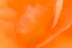 Orange Begonia abstract