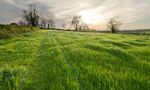 Grass field, East Farndon