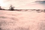 Field of grass in infrared