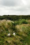 Sheep on Brown Clee Hill