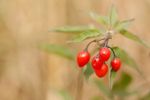 Woody nightshade (Solanum dulcamara) berries
