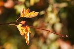 Autumn Hawthorn leaves
