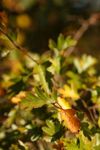 Hawthorn leaves in early autumn