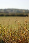 Hawthorn hedge in autumn