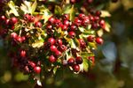 Red Hawthorn fruits