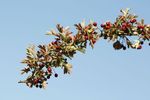 Hawthorn branch with haws