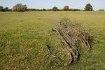 Pile of branches in field