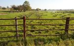 Rusty fence, Nene valley