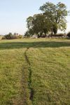 Path through field, Great Doddington