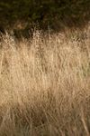 Tufted Hairgrass (Deschampsia cespitosa)