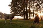 Cattle grazing by trees at sunset