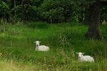 Sheep in the woods