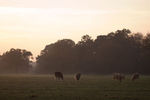 Cattle and ridge & furrow at sunset