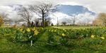 Daffodils in Welland Park, Harborough