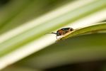 Oulema melanopus / rufocyanea Cereal Leaf Beetle