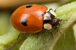 Two-spot Ladybird (Adalia bipunctata)