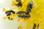 Meligethes sp. Pollen Beetles