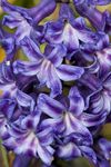 Hyacinthus orientalis (Common Hyacinth) purple flowers