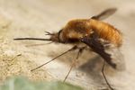 Greater Bee Fly Bombylius major