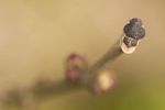 European ash (Fraxinus excelsior) flower buds