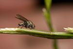 Anthomyia liturata fly