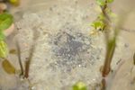 Common frog (Rana temporaria) tadpoles