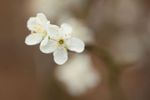 Victoria Plum (Prunus Domestica Victoria) blossom