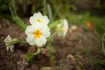 Flowering Primrose (Primula vulgaris)