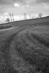 Tracks through field, East Farndon