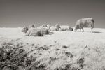 Cattle in field in Infrared