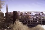 Cattle blocking stile in IR