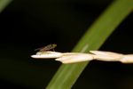 Anthomyza sp. fly (A. gracilis?)