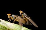 Anthomyza sp. flies (A. gracilis?) mating