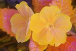 Orange flowered Primose [Multispectral]