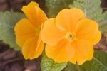 Orange flowered Primose