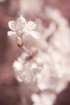Plum blossom (Full spectrum)