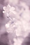 Plum blossom in infrared