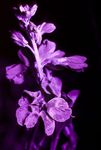 Aegean wallflower (Erysimum cheiri) flowers in UV