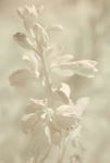 Aegean wallflower (Erysimum cheiri) flowers in IR