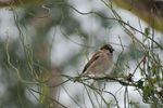 House Sparrow (Passer domesticus) perched on bush