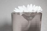 Gerbera flower in glass of water [IR]
