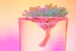 Gerbera flower in glass of water