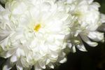 Chrysanthemum with green-tipped white petals
