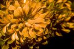 Chrysanthemum flower in ultraviolet