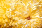Chrysanthemum flower [UV Vis]