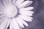 Common Daisy (Bellis perennis) flower close-up [IR]