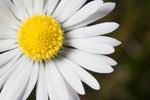 Common Daisy (Bellis perennis) flower close-up